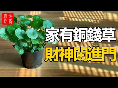 銅錢擺放2023|銅錢草風水：擺放方式、注意事項【銅錢草風水】 – 八。